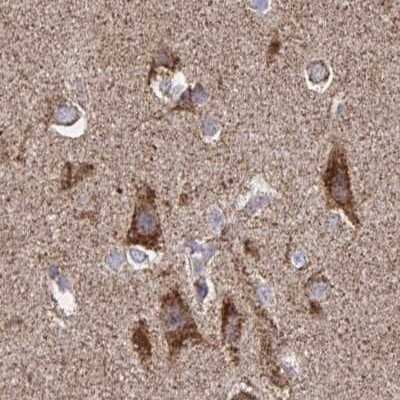 Immunohistochemistry-Paraffin: NFS1 Antibody [NBP2-37933]