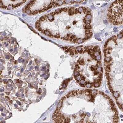 Immunohistochemistry-Paraffin: NFS1 Antibody [NBP2-37933]