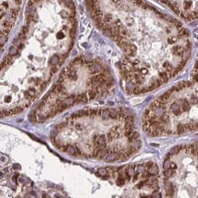Immunohistochemistry-Paraffin: NFS1 Antibody [NBP2-38737]