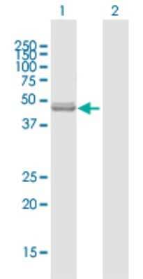 Western Blot: NFS1 Antibody [H00009054-B01P]