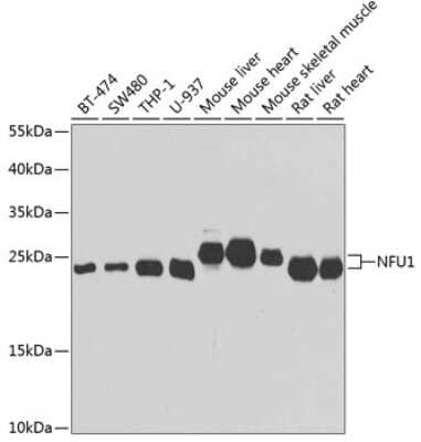 Western Blot: NFU1 iron-sulfur cluster scaffold homolog AntibodyBSA Free [NBP2-95100]