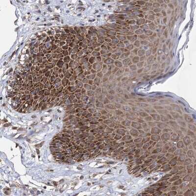 Immunohistochemistry-Paraffin: NFU1 iron-sulfur cluster scaffold homolog Antibody [NBP2-48647]