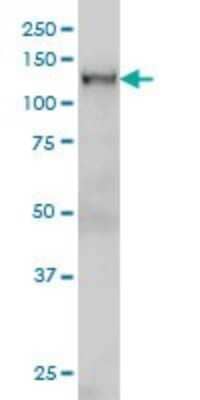 Western Blot: NFX1 Antibody (1D12) [H00004799-M01]