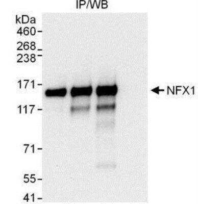 Immunoprecipitation: NFX1 Antibody [NBP1-49932]