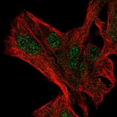 Immunocytochemistry/ Immunofluorescence: NFXL1 Antibody [NBP2-31746]