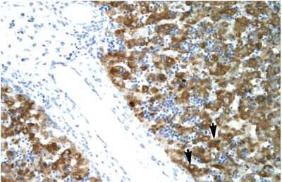 Immunohistochemistry: NFYA Antibody [NBP2-87908]