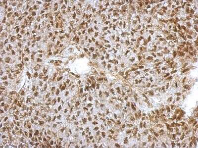 Immunohistochemistry-Paraffin: NFYA Antibody [NBP2-19533]