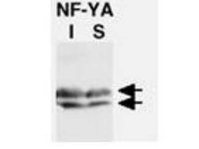 Western Blot: NFYA Antibody [NB600-481]