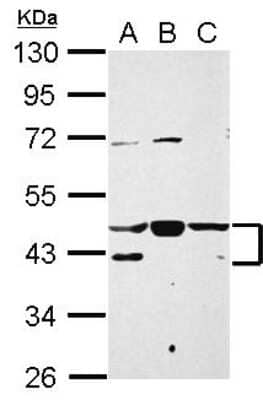 Western Blot: NFYA Antibody [NBP2-19533]