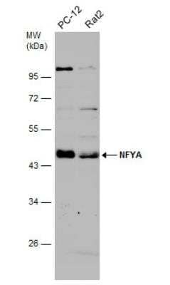 Western Blot: NFYA Antibody [NBP2-19533]