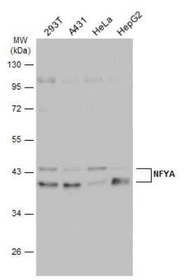 Western Blot: NFYA Antibody [NBP2-19533]