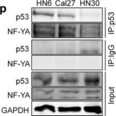 Western Blot: NFYA Antibody [NBP2-19533]