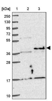 Western Blot: NFYA Antibody [NBP2-48977]