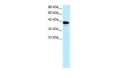 Western Blot: NFYA Antibody [NBP2-87908]