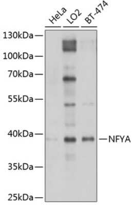 Western Blot: NFYA AntibodyBSA Free [NBP2-93683]