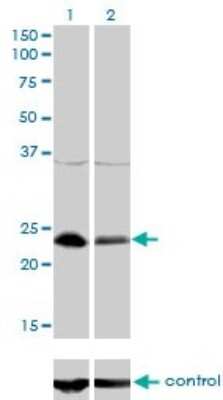 Western Blot: NFYB Antibody (6H6) [H00004801-M01]