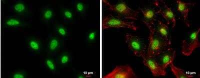 Immunocytochemistry/ Immunofluorescence: NFYB Antibody [NBP2-19535]