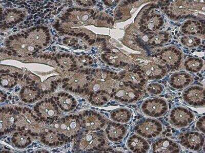 Immunohistochemistry-Paraffin: NFYB Antibody [NBP2-19535]