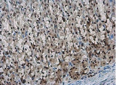 Immunohistochemistry-Paraffin: NFYB Antibody [NBP2-19535]