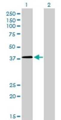 Western Blot: NFYC Antibody (1D3) [H00004802-M01]