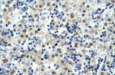 Immunohistochemistry: NFYC Antibody [NBP2-87910]