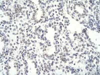 Immunohistochemistry-Paraffin: NFYC Antibody [NBP2-87912]