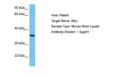 Western Blot: NFYC Antibody [NBP2-87910]
