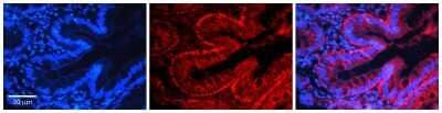 Immunohistochemistry-Paraffin: NFkB p100/p52 Antibody [NBP2-87904]