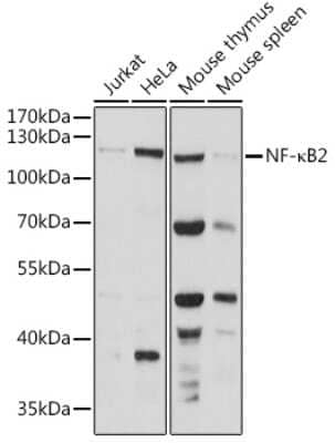 Western Blot: NFkB p100/p52 AntibodyAzide and BSA Free [NBP2-93391]