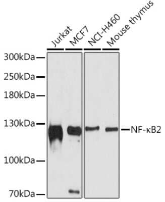 Western Blot: NFkB p100/p52 AntibodyBSA Free [NBP2-94365]