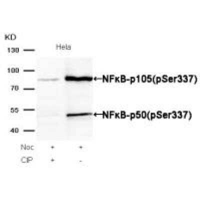 Western Blot: NFkB p105/p50 [p Ser337] Antibody [NB100-82074]