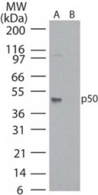 Western Blot: NFkB p105/p50 Antibody (2J10D7)Azide and BSA Free [NBP2-80872]