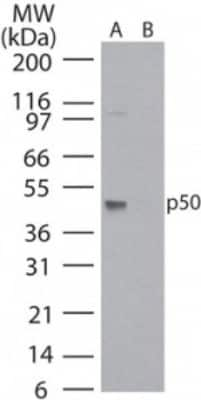 Western Blot: NFkB p105/p50 Antibody (2J10D7)BSA Free [NB100-56583]