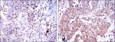 Immunohistochemistry-Paraffin: NFkB p105/p50 Antibody (5D10D11) - BSA Free [NBP2-22178]