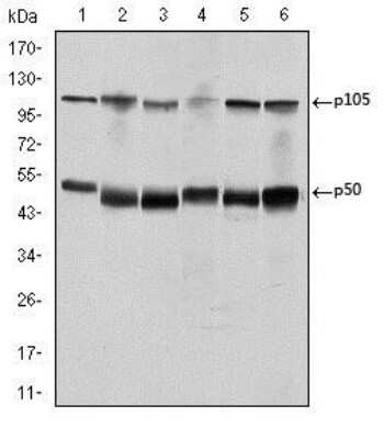 Western Blot: NFkB p105/p50 Antibody (5D10D11)BSA Free [NBP2-22178]