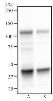 Western Blot: NFkB p105/p50 Antibody (5D10D11)BSA Free [NBP2-22178]