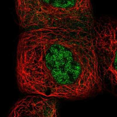 Immunocytochemistry/ Immunofluorescence: NFkB p105/p50 Antibody [NBP1-87758]