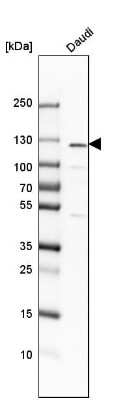 Western Blot: NFkB p105/p50 Antibody [NBP1-87758]