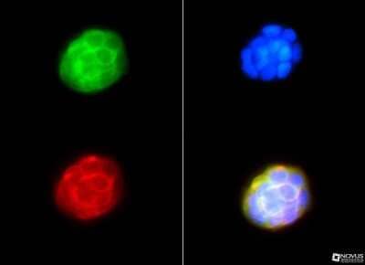 Immunocytochemistry/ Immunofluorescence: NFkB1/NFkB p105 Antibody - BSA Free [NBP1-77395]