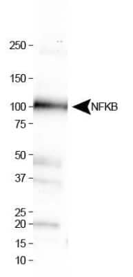 Western Blot: NFkB1/NFkB p105 AntibodyBSA Free [NBP1-77395]