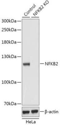 Knockout Validated: NFkB2/NFkB p100 Antibody - Azide and BSA Free [NBP3-03135]