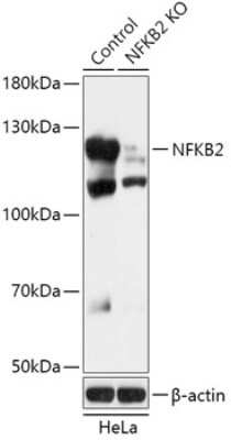 Knockout Validated: NFkB2/NFkB p100 Antibody - Azide and BSA Free [NBP3-03791]