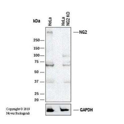 Knockout Validated: NG2/MCSP Antibody (LHM 2) - Azide and BSA Free [NBP2-80873]