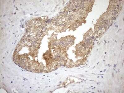 Immunohistochemistry: NGDN Antibody (OTI1H4) [NBP2-46162]