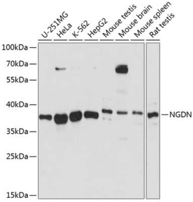 Western Blot: NGDN AntibodyAzide and BSA Free [NBP2-93619]