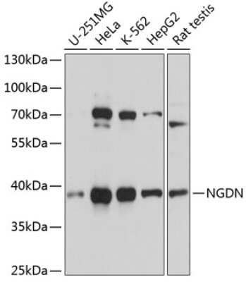 Western Blot: NGDN AntibodyAzide and BSA Free [NBP2-94497]