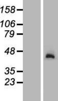 Western Blot: NGDN Overexpression Lysate [NBL1-13632]