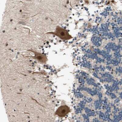Immunohistochemistry-Paraffin: NGEF Antibody [NBP1-88820]