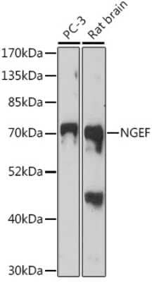 Western Blot: NGEF AntibodyAzide and BSA Free [NBP2-94563]