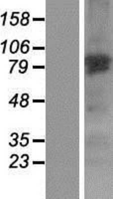 Western Blot: NGEF Overexpression Lysate [NBP2-06708]